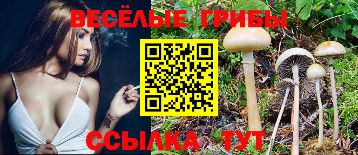 Псилоцибиновые грибы Cubensis Артёмовский